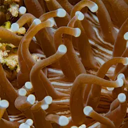 Plate Coral, photo 9