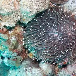 Plate Coral, photo 10