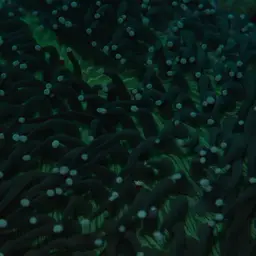 Plate Coral, photo 11