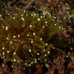 Plate Coral, photo 12