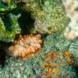 Mushroom Coral, photo 1