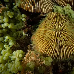 Mushroom Coral, photo 2
