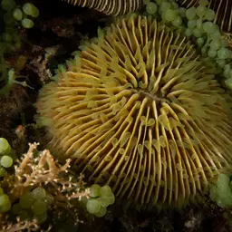 Mushroom Coral, photo 3