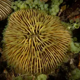 Mushroom Coral, photo 4