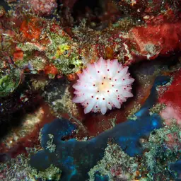 Mushroom Coral, photo 5