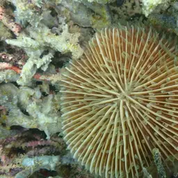 Mushroom Coral, photo 6