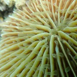 Mushroom Coral, photo 7