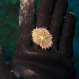 Mushroom Coral, photo 8