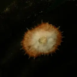 Mushroom Coral, photo 9