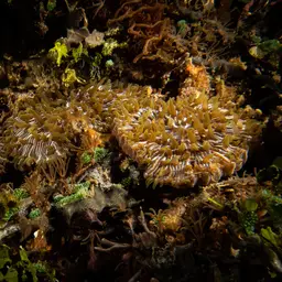 Mushroom Coral, photo 10