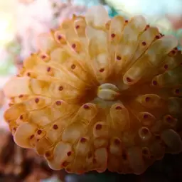 Mushroom Coral, photo 11