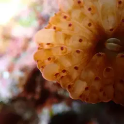 Mushroom Coral, photo 12