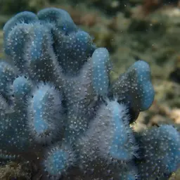 Blue Coral, photo 1