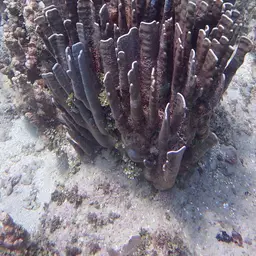 Blue Coral, photo 2