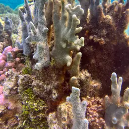 Blue Coral, photo 3
