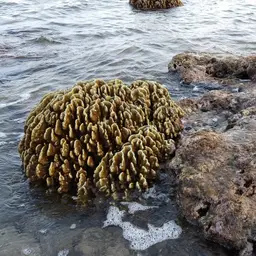 Blue Coral, photo 5