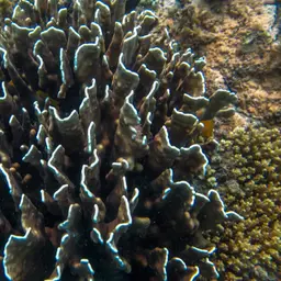 Blue Coral, photo 6