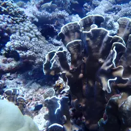 Blue Coral, photo 7