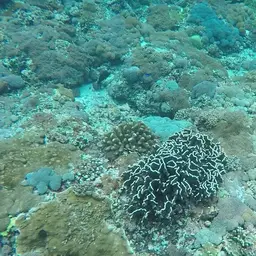 Blue Coral, photo 8