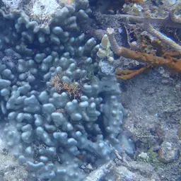 Blue Coral, photo 9