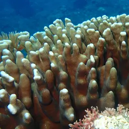 Blue Coral, photo 10