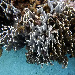 Blue Coral, photo 11