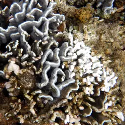 Blue Coral, photo 12