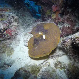 Green Cactus Coral, photo 1