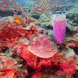 Green Cactus Coral, photo 2