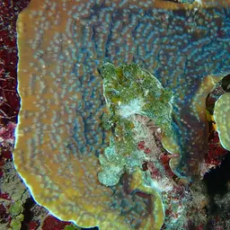 Green Cactus Coral, photo 3