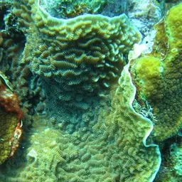 Green Cactus Coral, photo 4