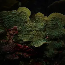 Green Cactus Coral, photo 5