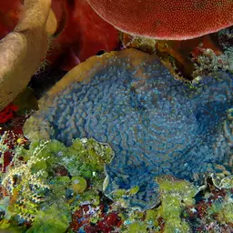 Green Cactus Coral, photo 6