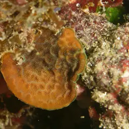 Green Cactus Coral, photo 7
