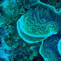 Green Cactus Coral, photo 8