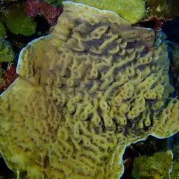 Green Cactus Coral, photo 9
