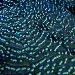 Green Cactus Coral, photo 10