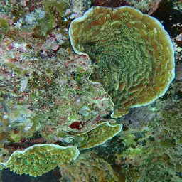 Green Cactus Coral, photo 11