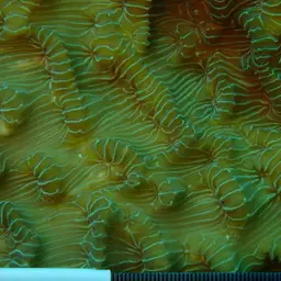 Green Cactus Coral, photo 12