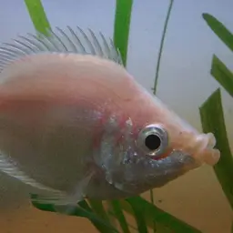 Kissing Gourami, photo 3