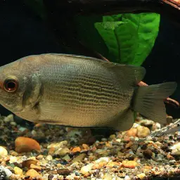 Kissing Gourami, photo 2