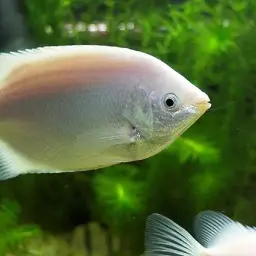 Kissing Gourami, photo 4