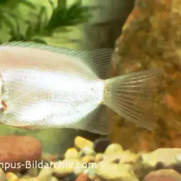 Kissing Gourami, photo 6