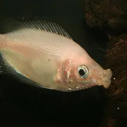 Kissing Gourami, photo 7