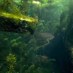 Kissing Gourami, photo 8