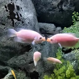 Kissing Gourami, photo 9