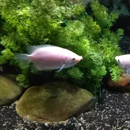 Kissing Gourami, photo 10