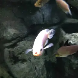Kissing Gourami, photo 11