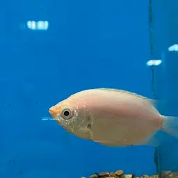 Kissing Gourami, photo 12