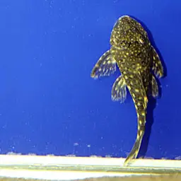 Spotted Orange Seam Plec, photo 1